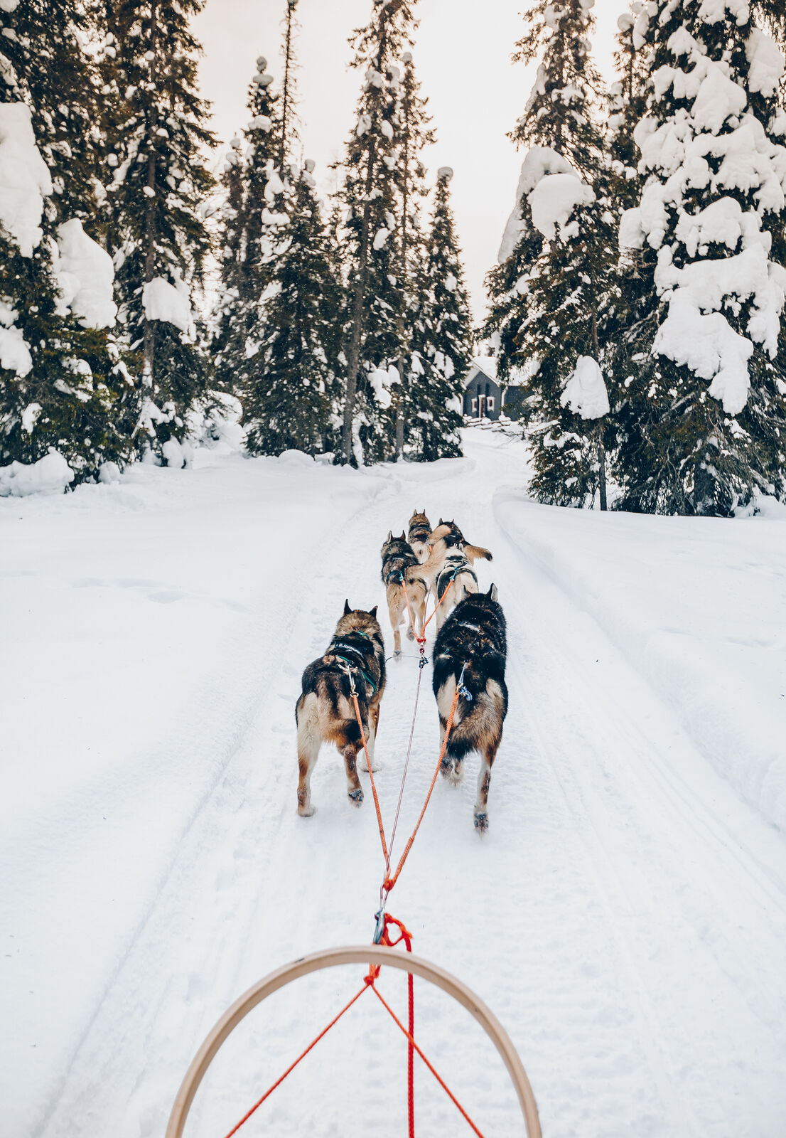 L'appel de la nature en Laponie finlandaise : une aventure hivernale