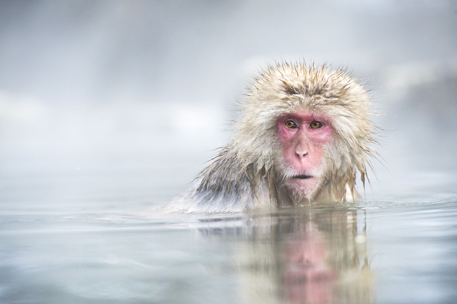 Macaques japonais dans les sources d'eau chaude