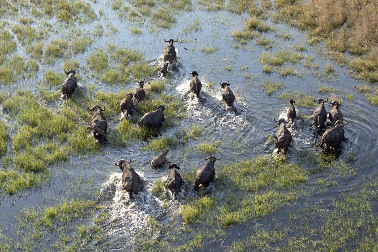continents insolites delta de l'Okavango