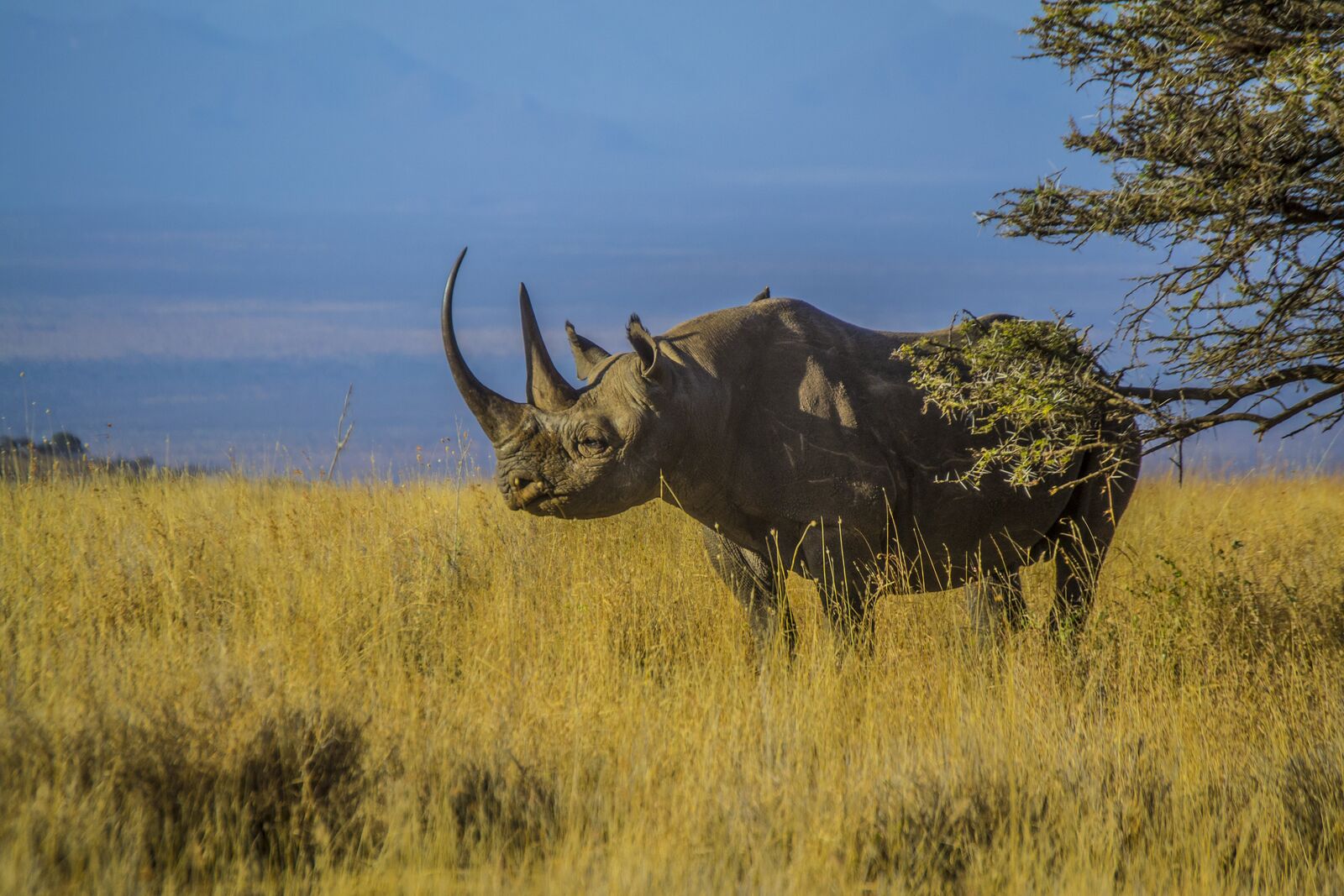 continents insolites rhinoceros noir namibie