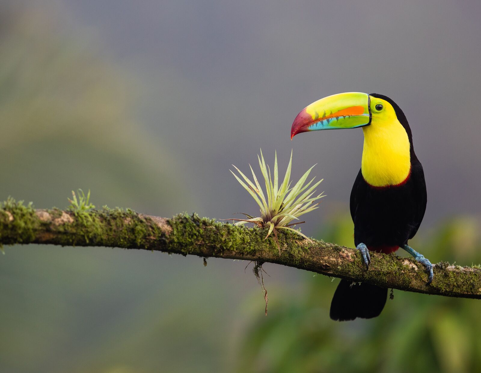 continents-insolites-costa-rica-toucan