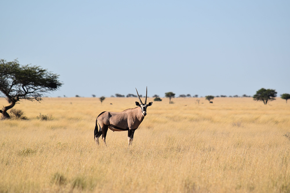Afrique du Sud