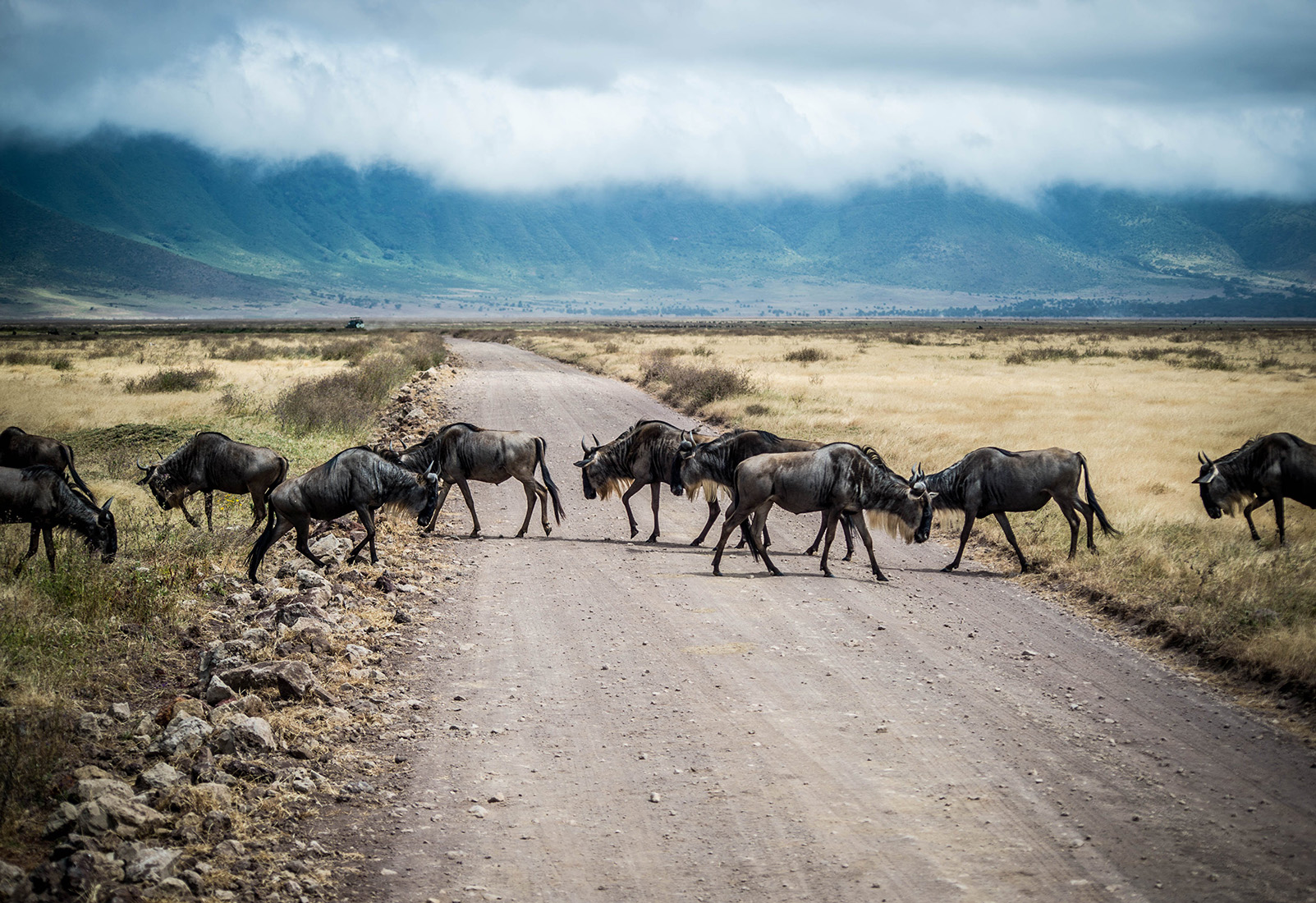 Arusha - Serengeti : Immersion dans les plaines sauvages