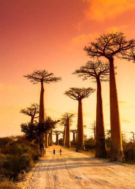 Allée des baobabs à Madagascar
