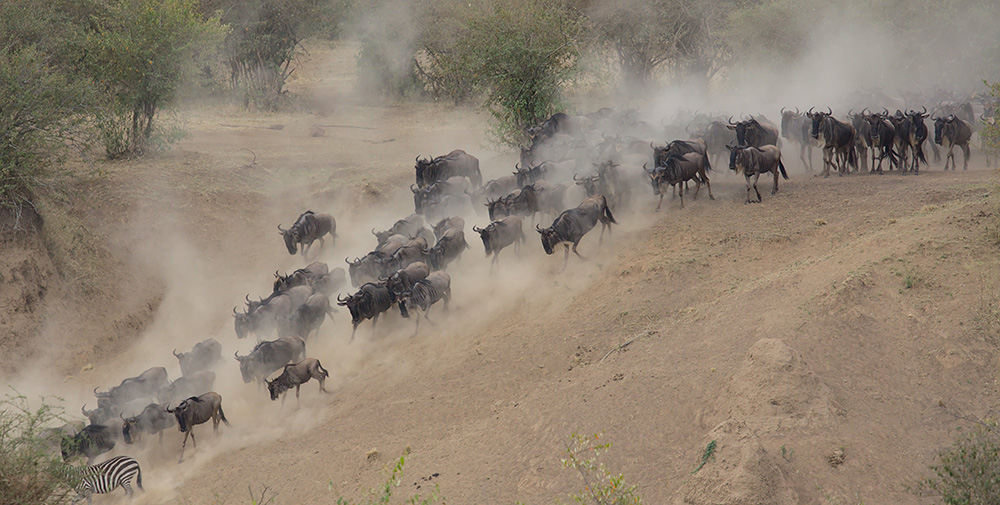 Troupeau de zébus dans le Masai Mara au Kenya