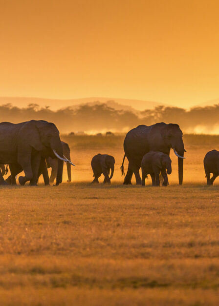 Eléphants dans le parc national d'Amboseli
