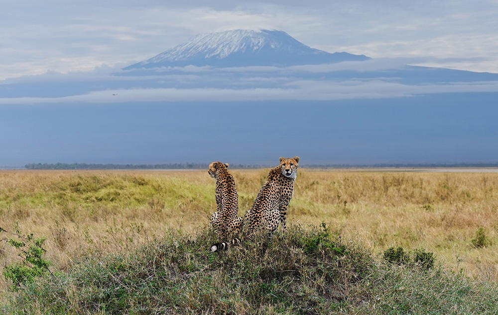 guepards-kenya