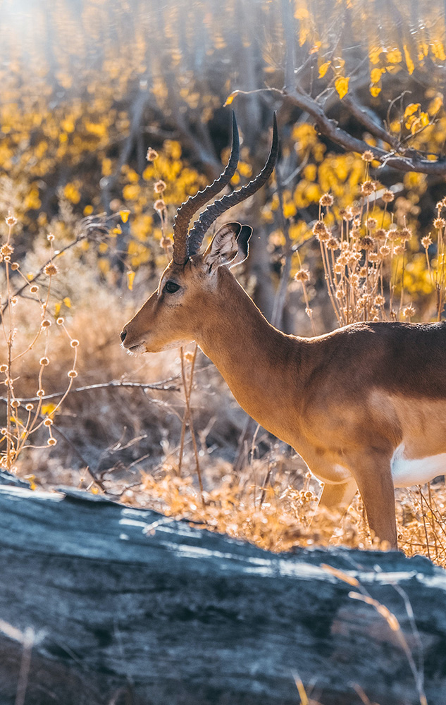 Voyage sur mesure au Botswana