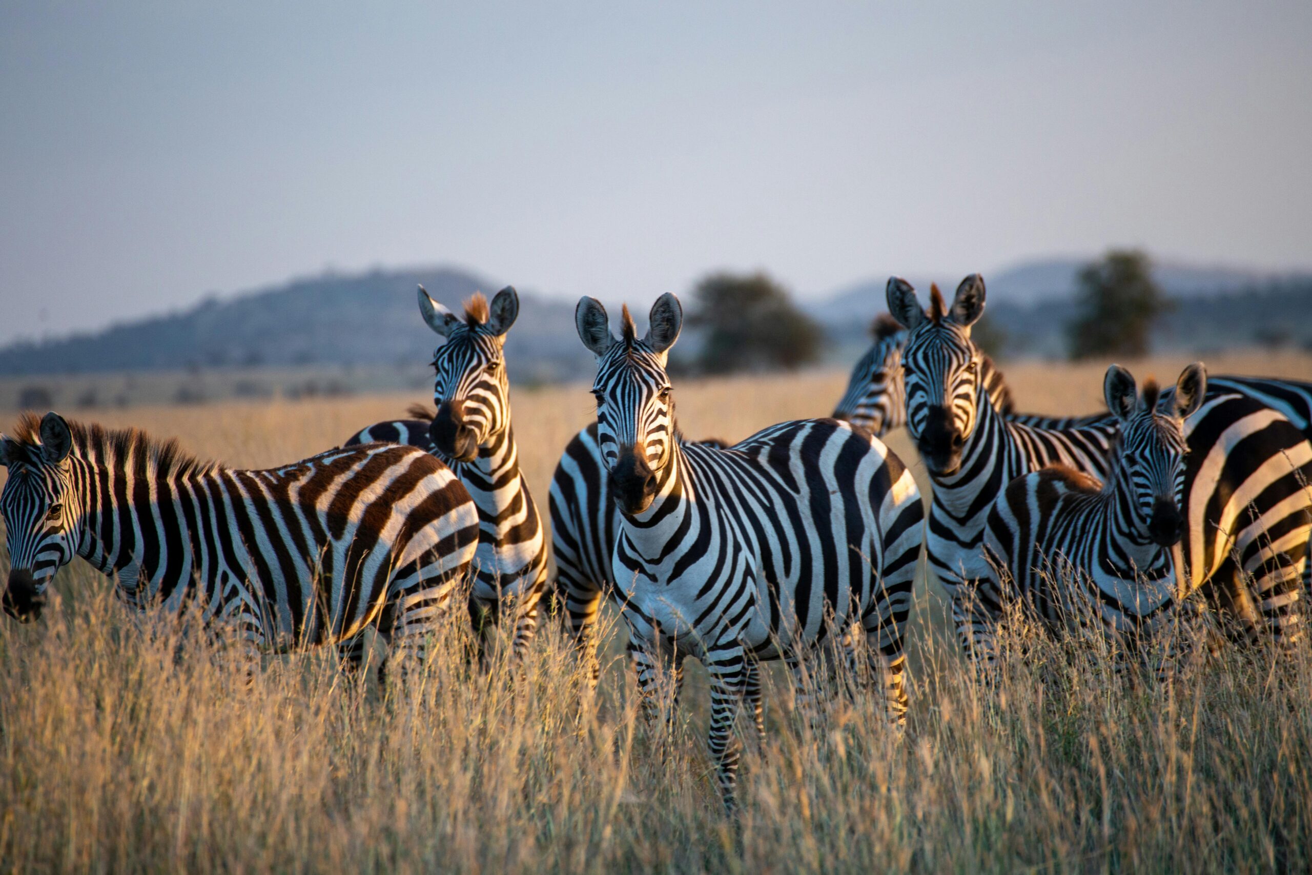 Tanzanie