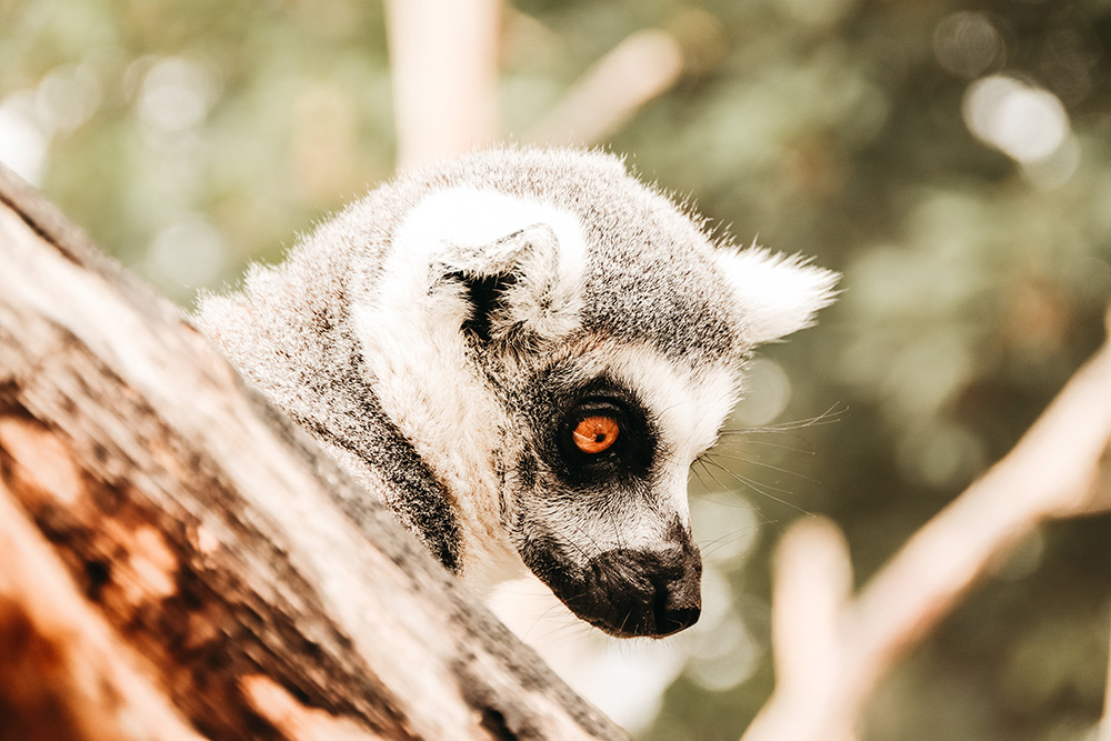 singe-madagascar-2