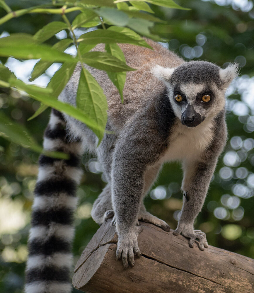 Quelques activtés à Fianarantsoa