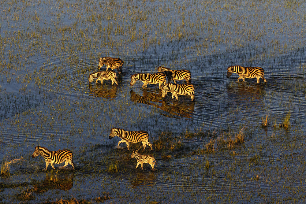 Voyage sur mesure au Botswana. Zèbres dans le delta de l'Okavango au Botswana