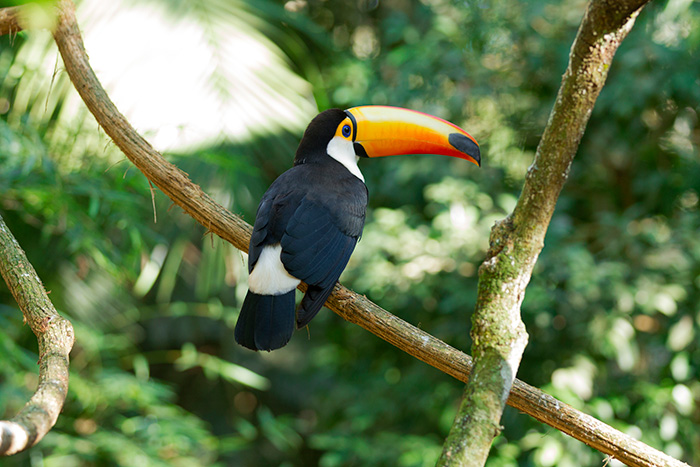 Toucan, Brésil