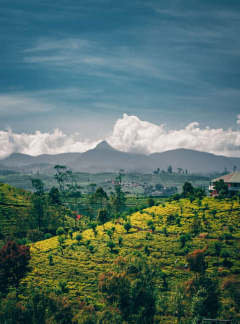 Nos experts au Sri Lanka