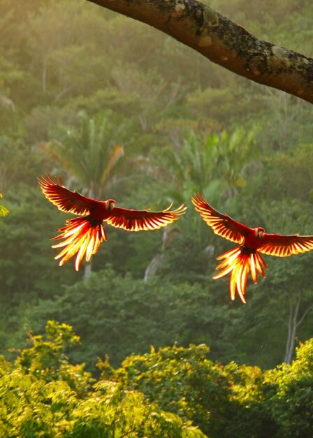 Voyage sur mesure au Costa Rica