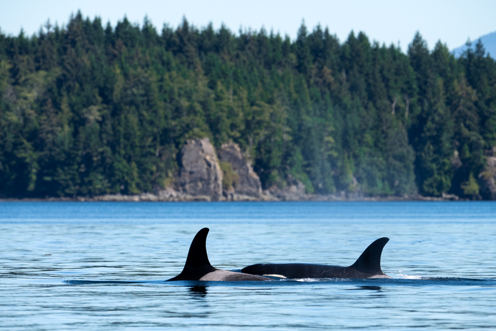 Ile de Vancouver, Ouest canadien.