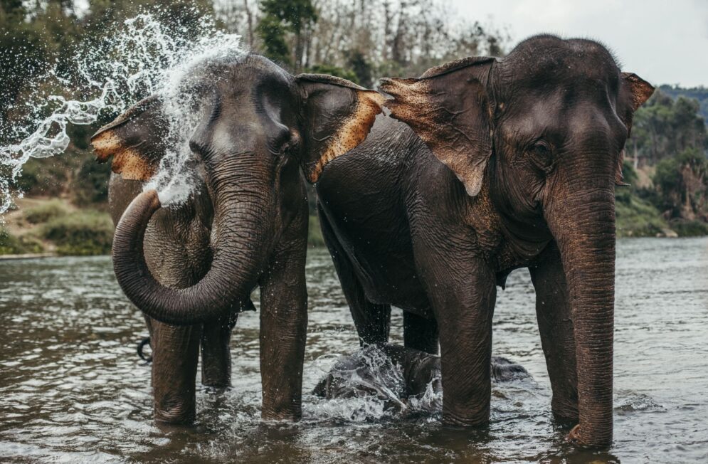 Nos experts du Laos
