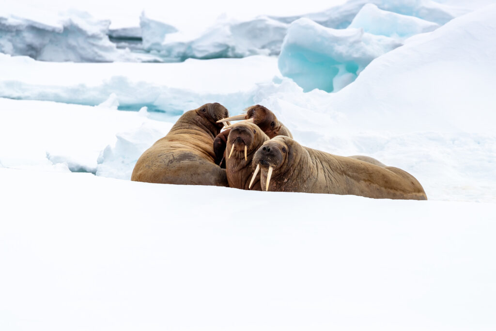 Où partir en hiver ? Nos 10 destinations préférées à la neige