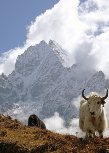 Yak au Tibet