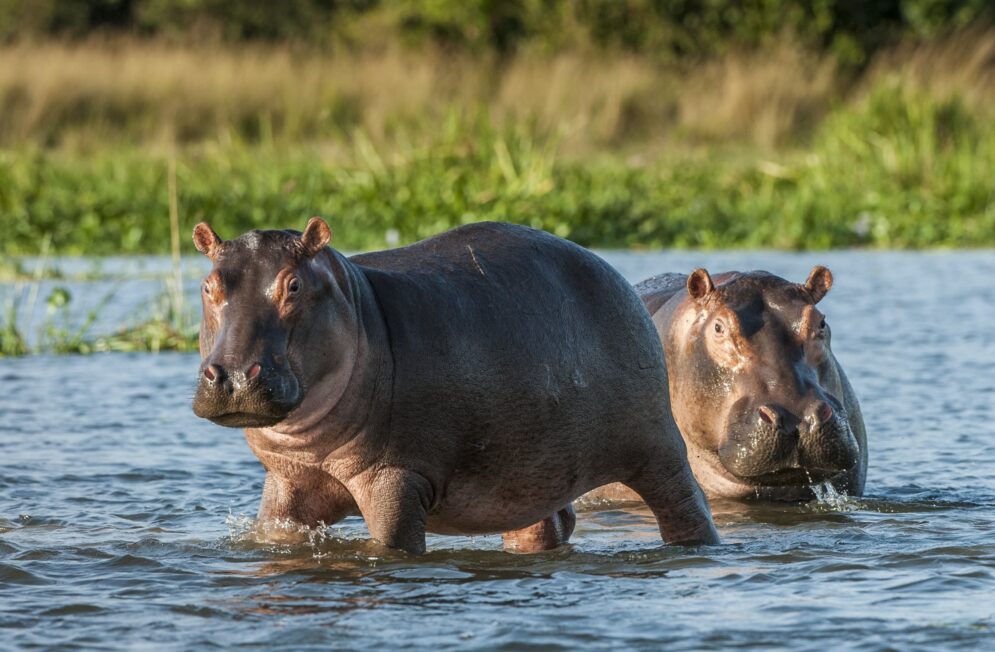 Nos experts du Zimbabwe