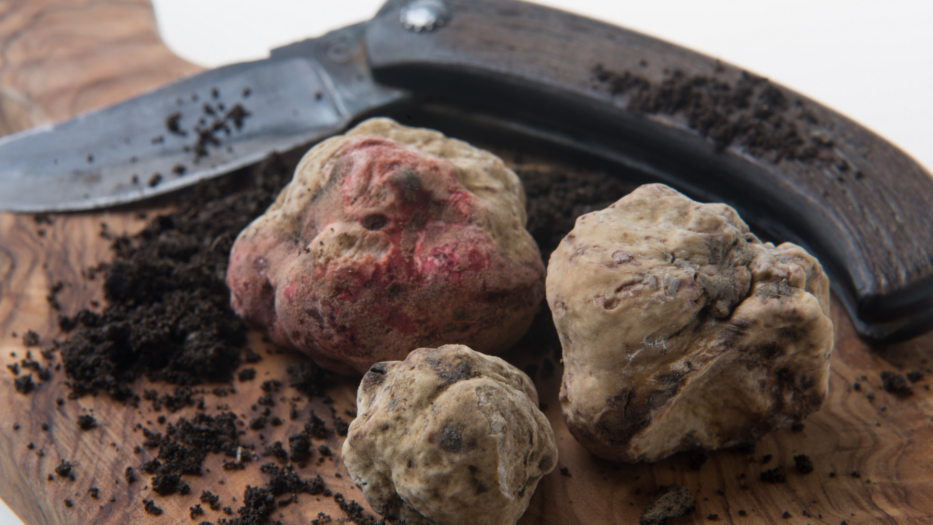 Tout sur les truffes blanches d'Alba dans le Piémont en Italie