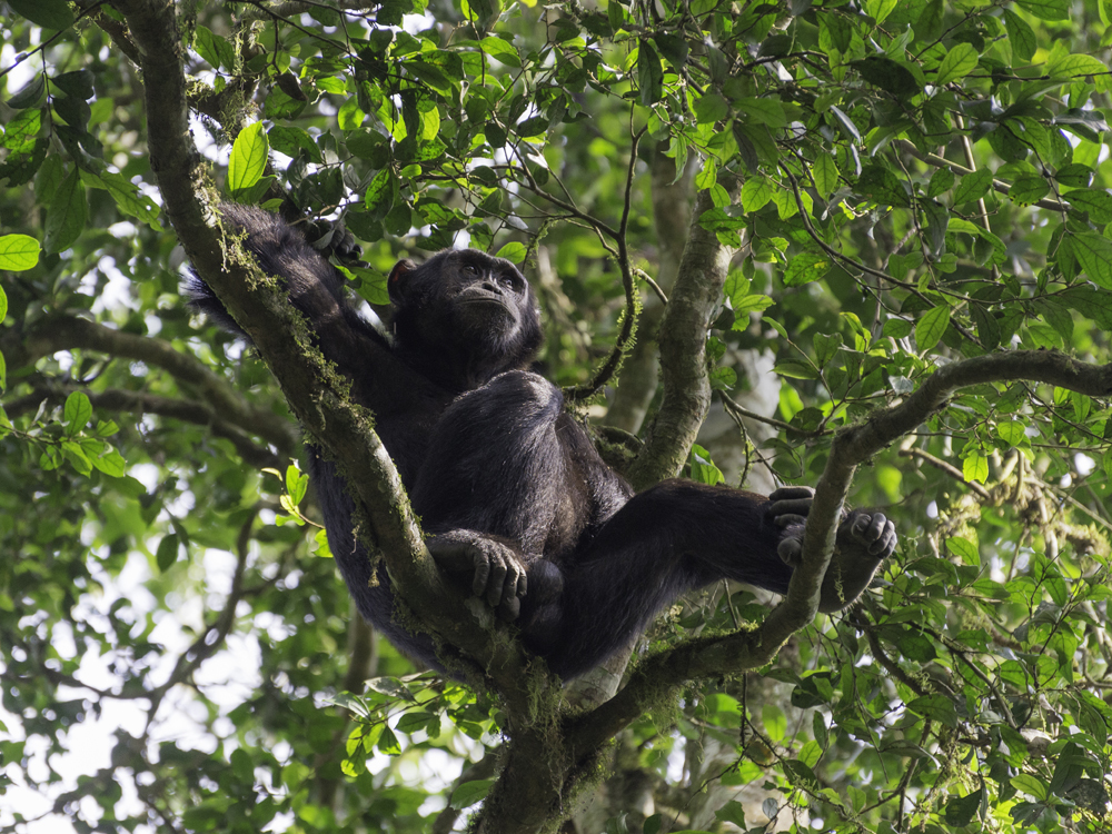 Voyages en petit groupe en Ouganda et au Kenya