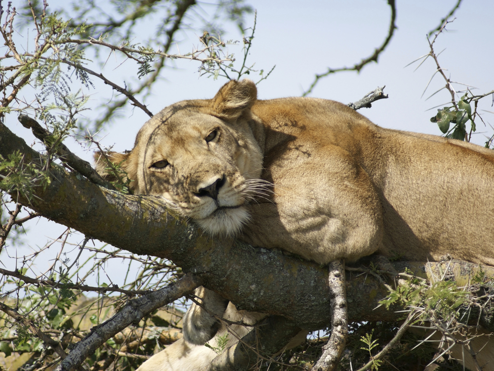 Voyages en petit groupe en Ouganda et au Kenya