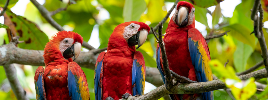 Voyage au Costa Rica en famille : nos expériences insolites