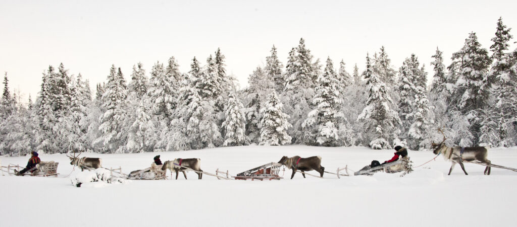 Un hiver en Laponie