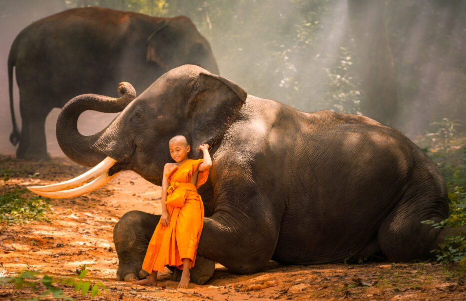 La fin du tourisme avec les éléphants en Asie