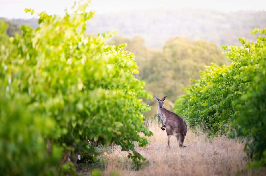 Nos meilleurs destinations pour les amateurs de vins