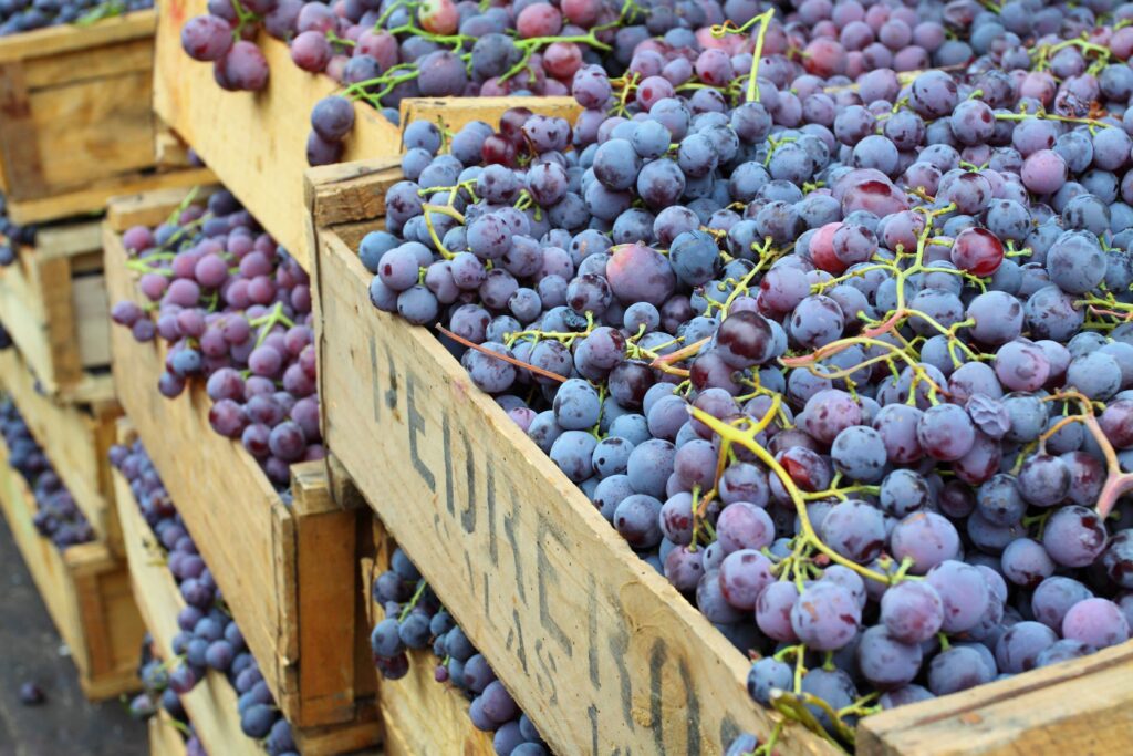 Nos meilleurs destinations pour les amateurs de vins