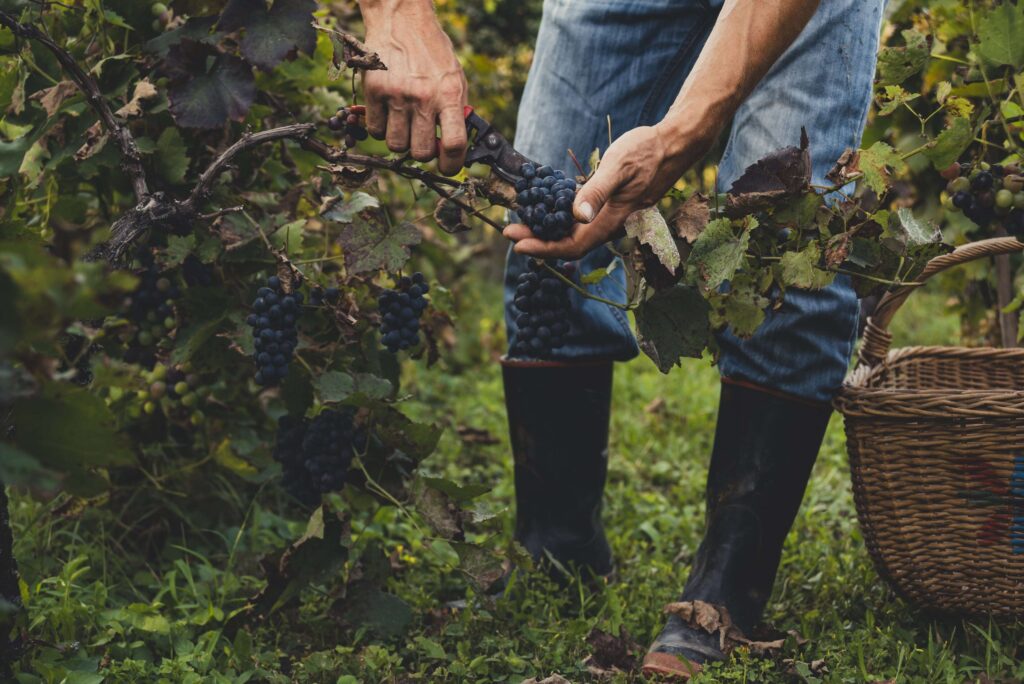 Dégustation de vins et expériences viticoles en Europe
