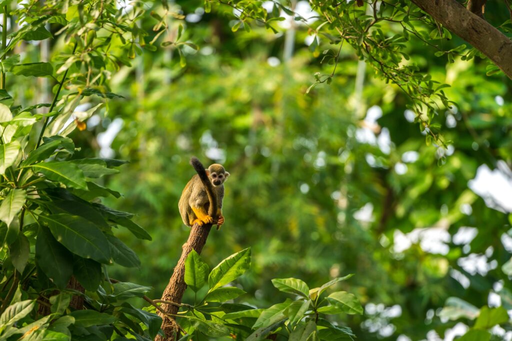 Voyage au Costa Rica en famille : nos expériences insolites