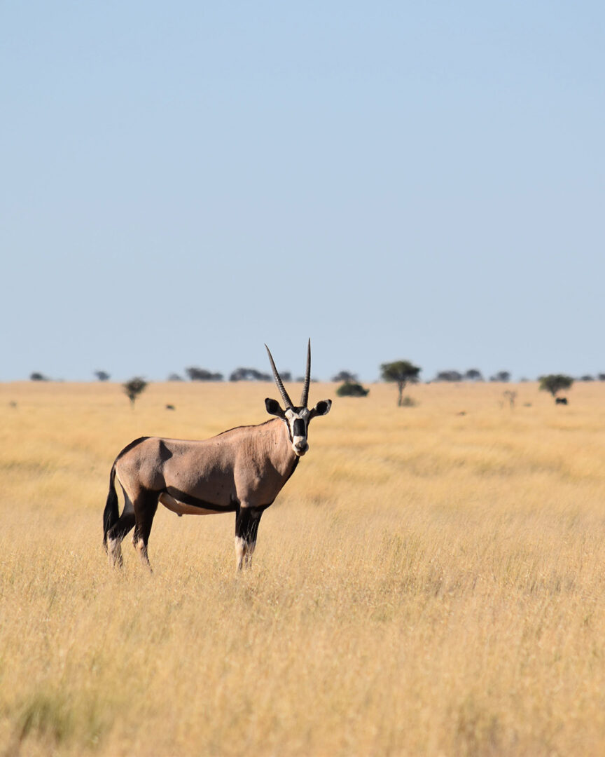 Afrique du Sud