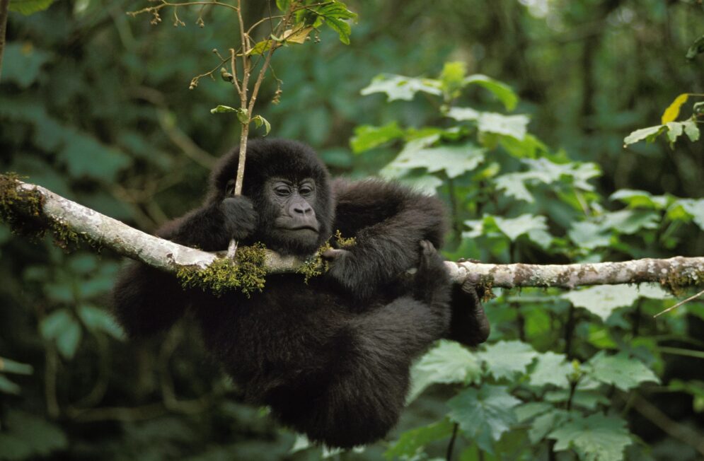 Nos experts du Rwanda