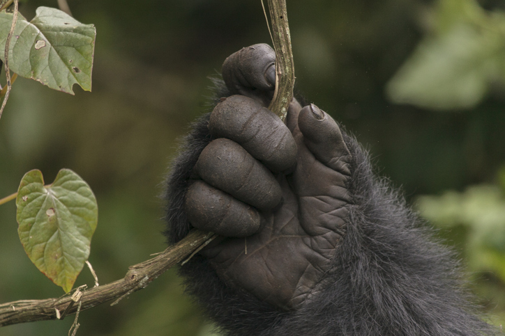 Main de gorille des montagnes au Rwanda