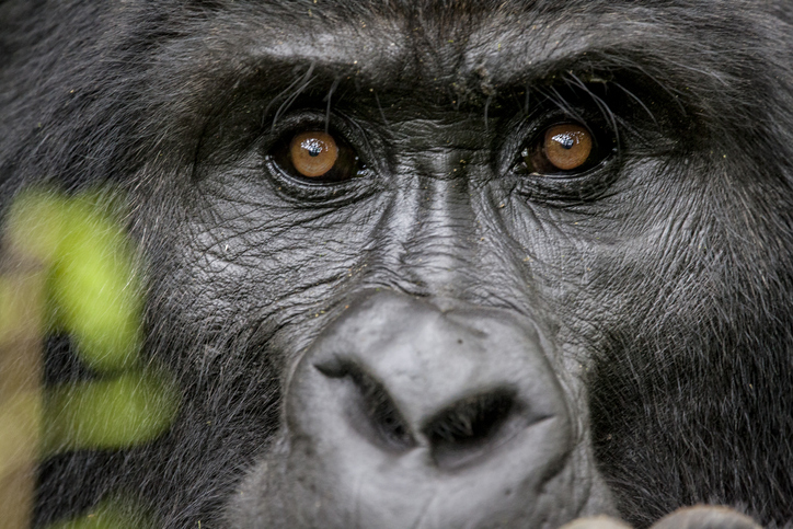 Portrait d'un silverback au Rwanda