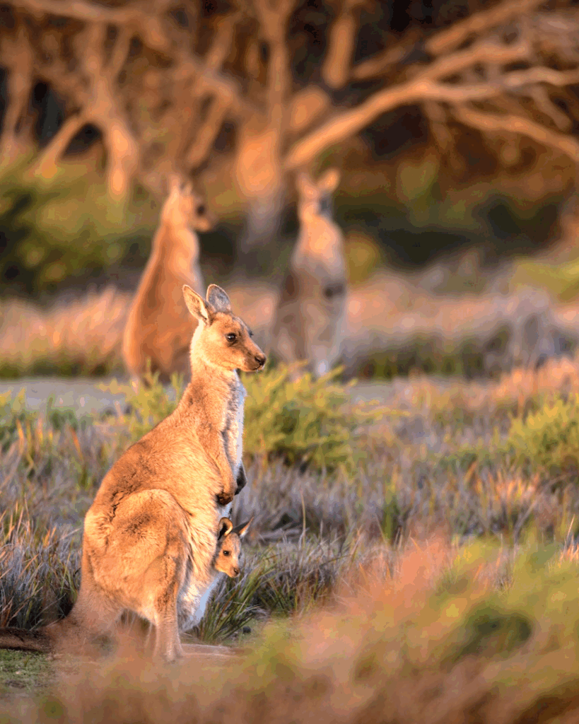 Voyage en Australie : 3 raisons d’y aller