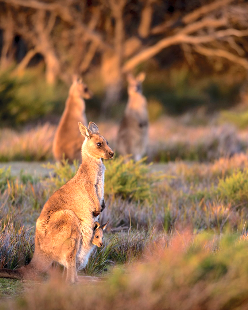 Sydney – Kangaroo Island