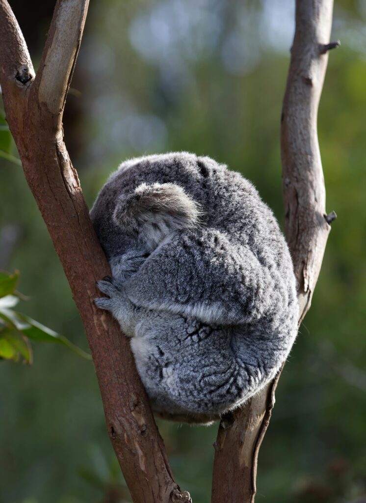 Voyage en Australie : 3 raisons d’y aller