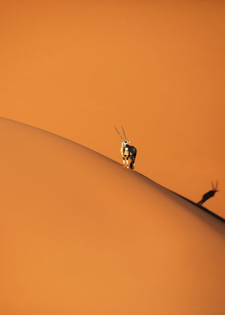 Oryx dans le désert du Namib en Namibie