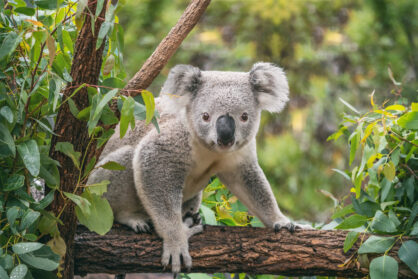 Australie