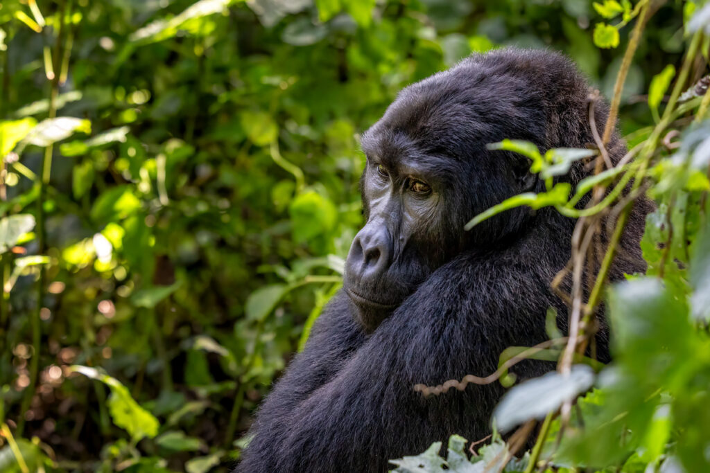 Voyage au Rwanda près des gorilles : souvenirs de notre Travel designer