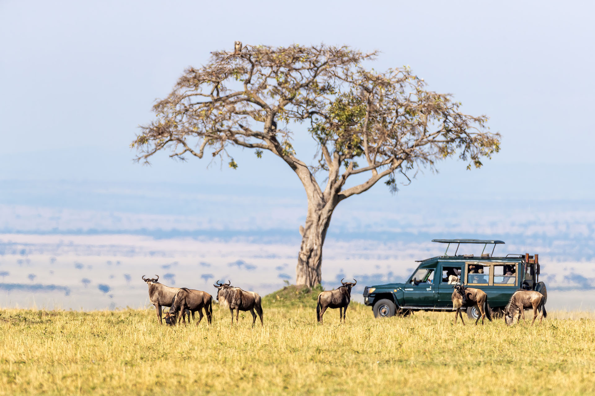 Escapade familiale au Kenya