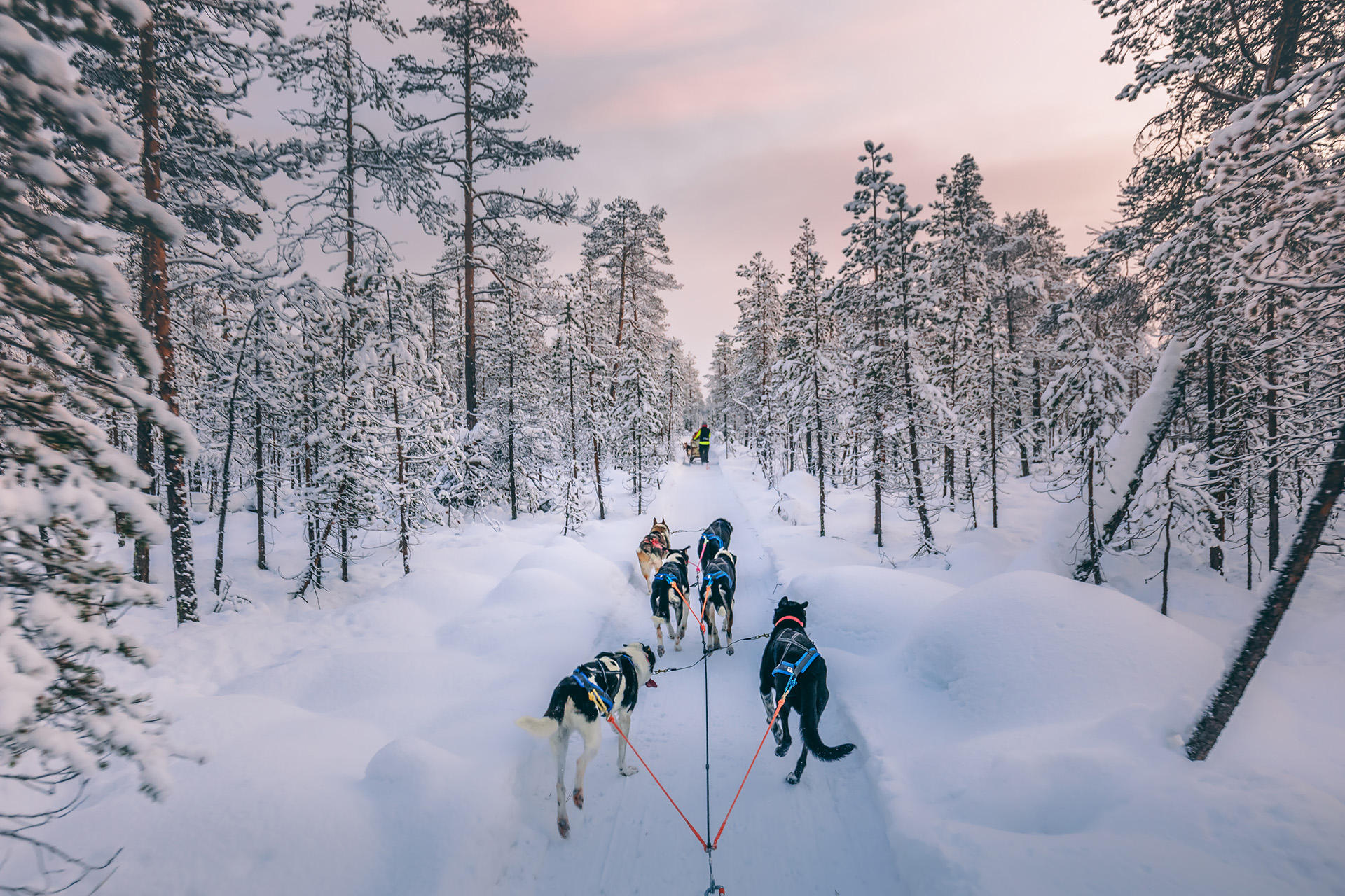 Faire du traineau à chien en famille en Laponie