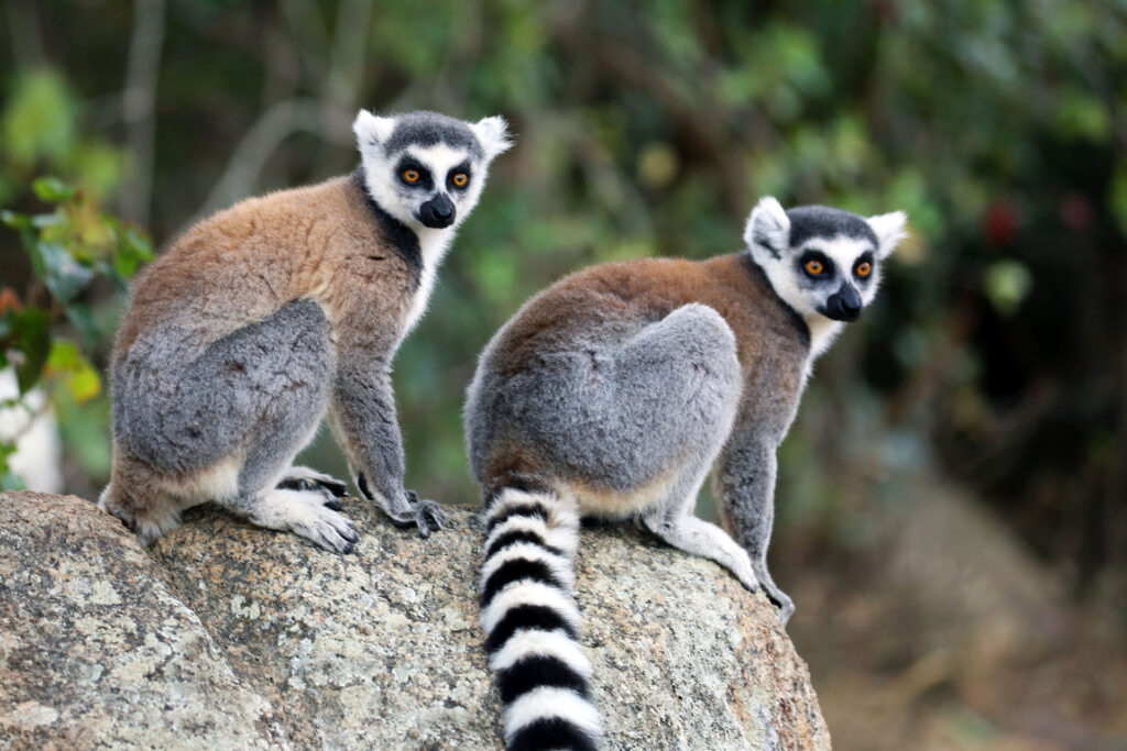 Madagascar