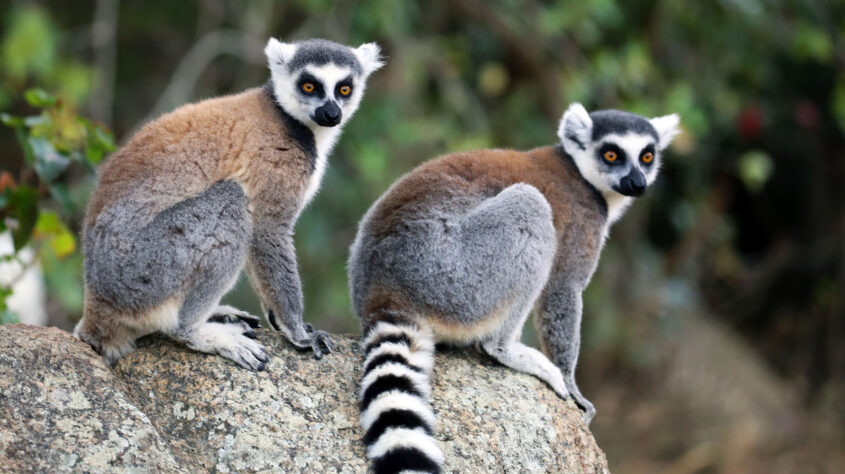 Madagascar