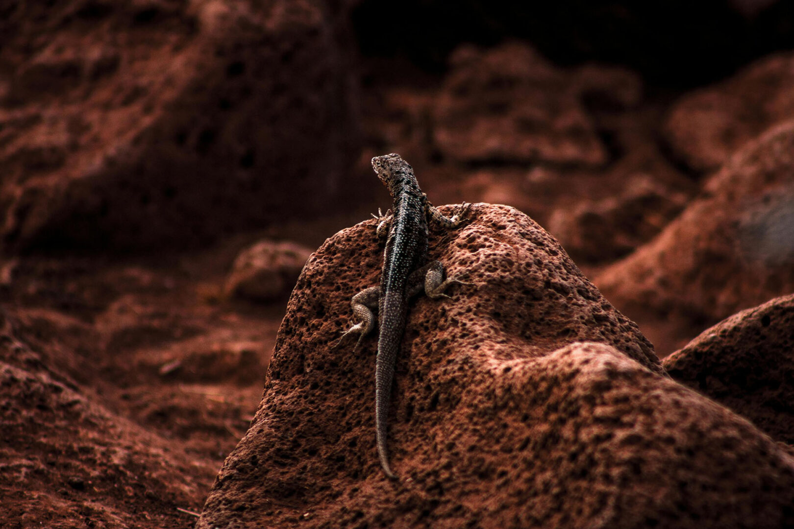 Voyage à deux aux Galapagos, Equateur