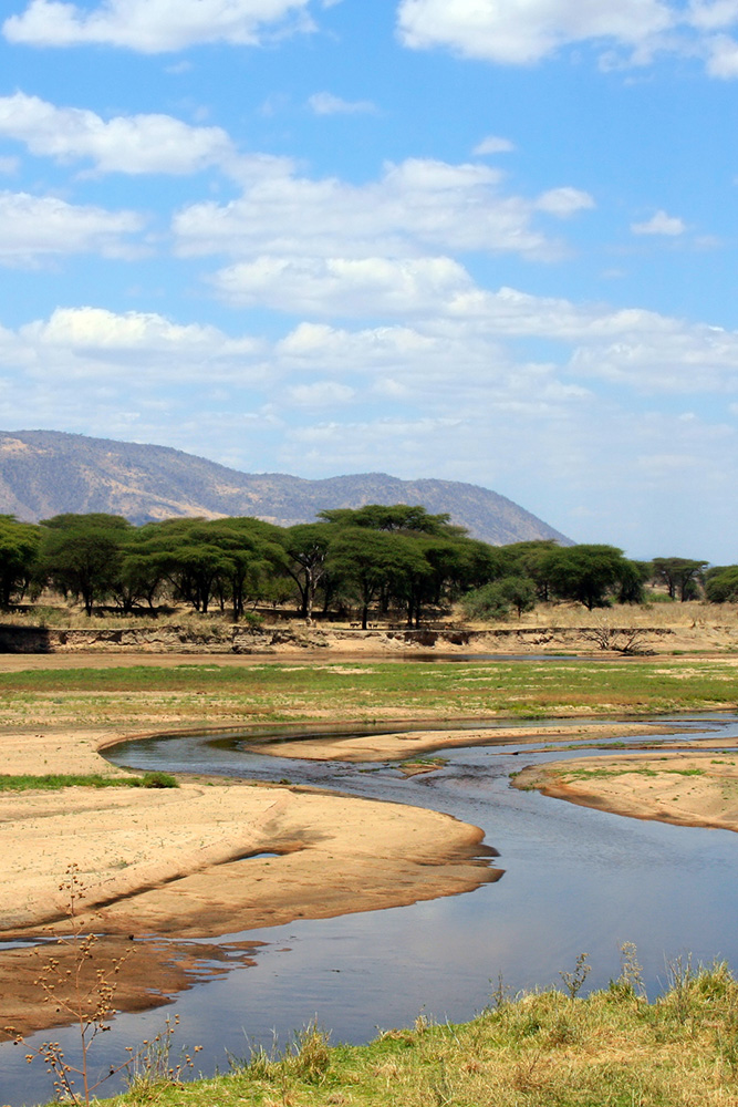 Parc national de Ruaha, Tanzanie